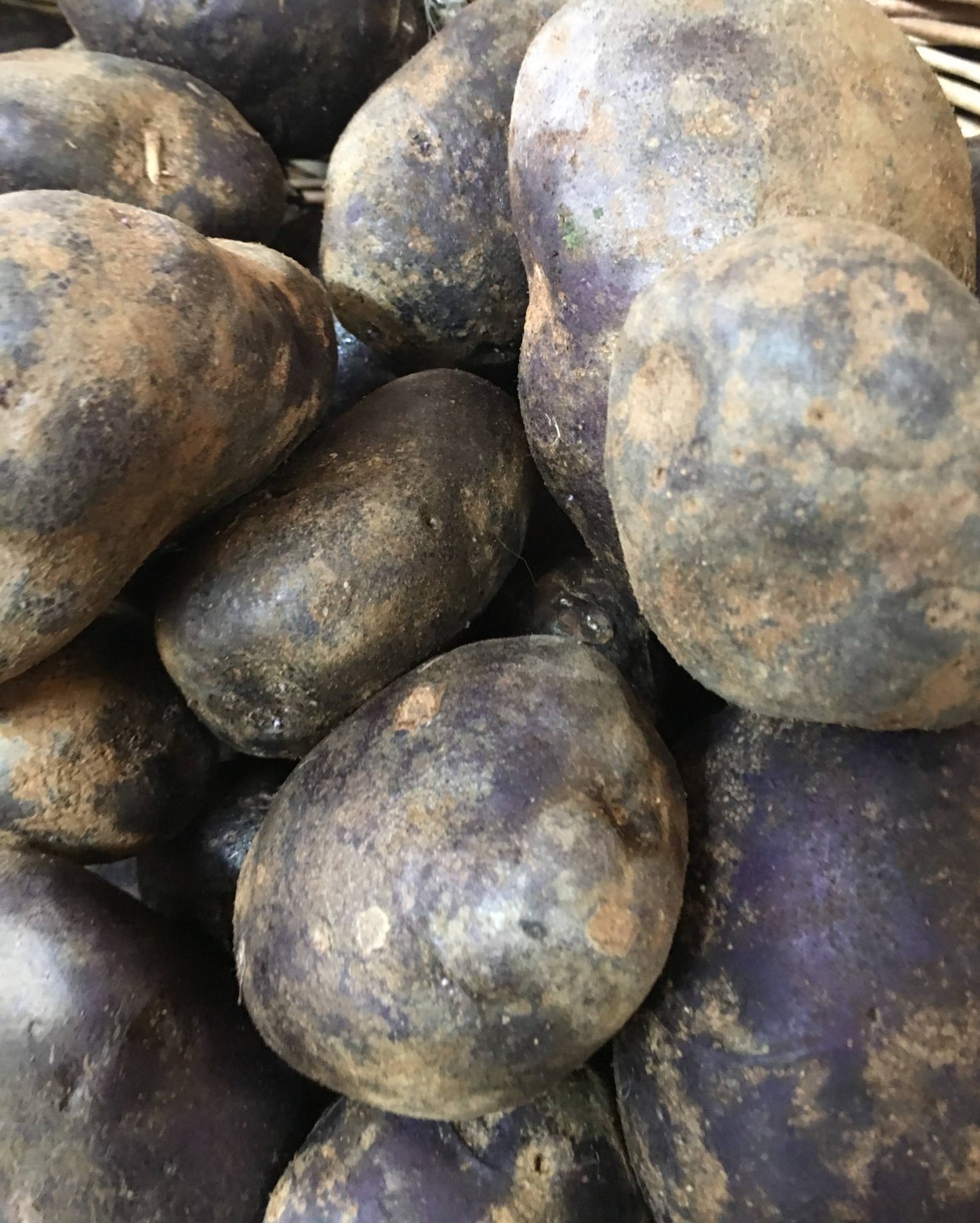 Сорта картофеля черный принц