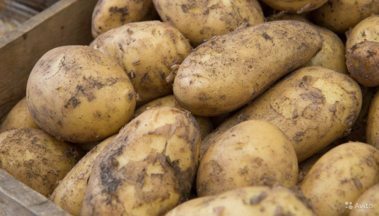 Сорт картофеля голубой Дунай (Blue Danube)