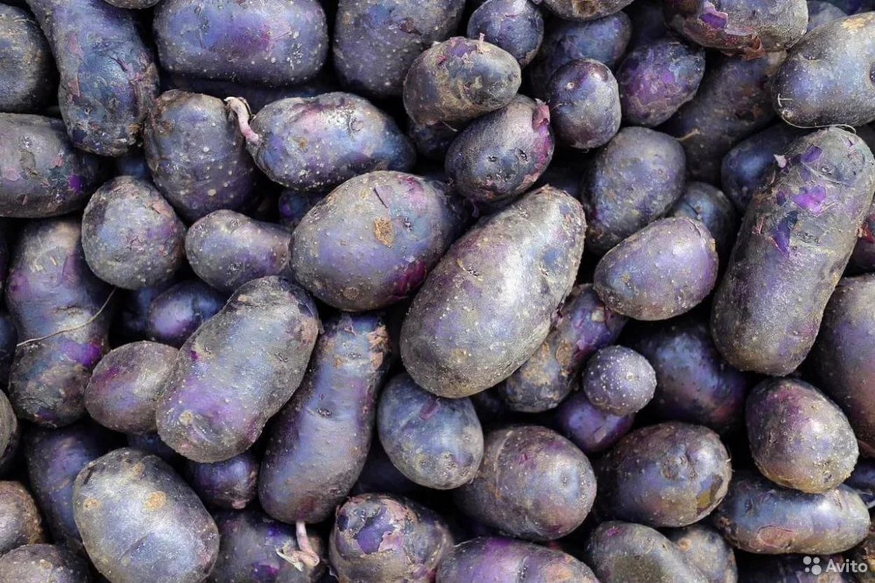 Картофель сорт Василек