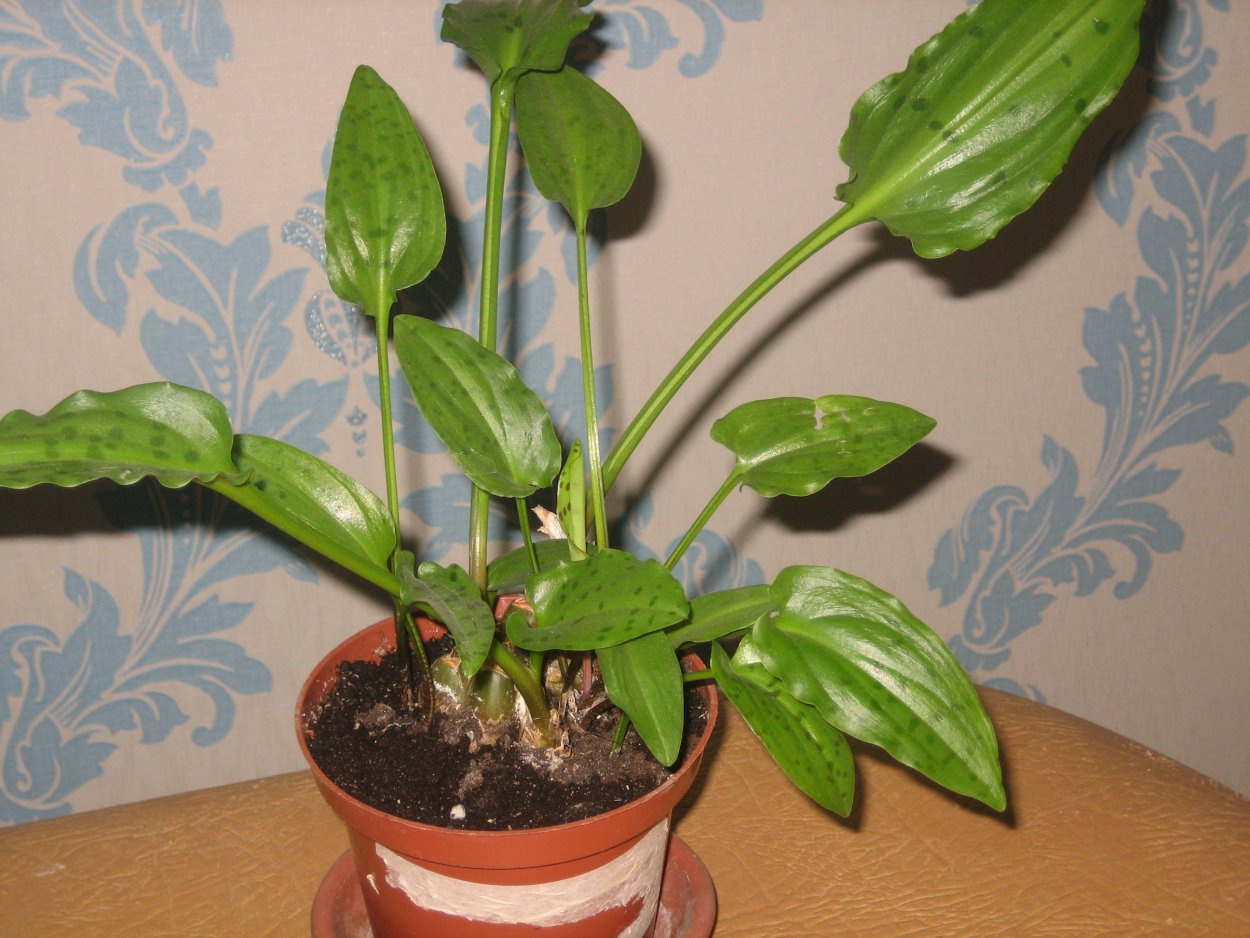 Спатифиллум дримиопсис цветет