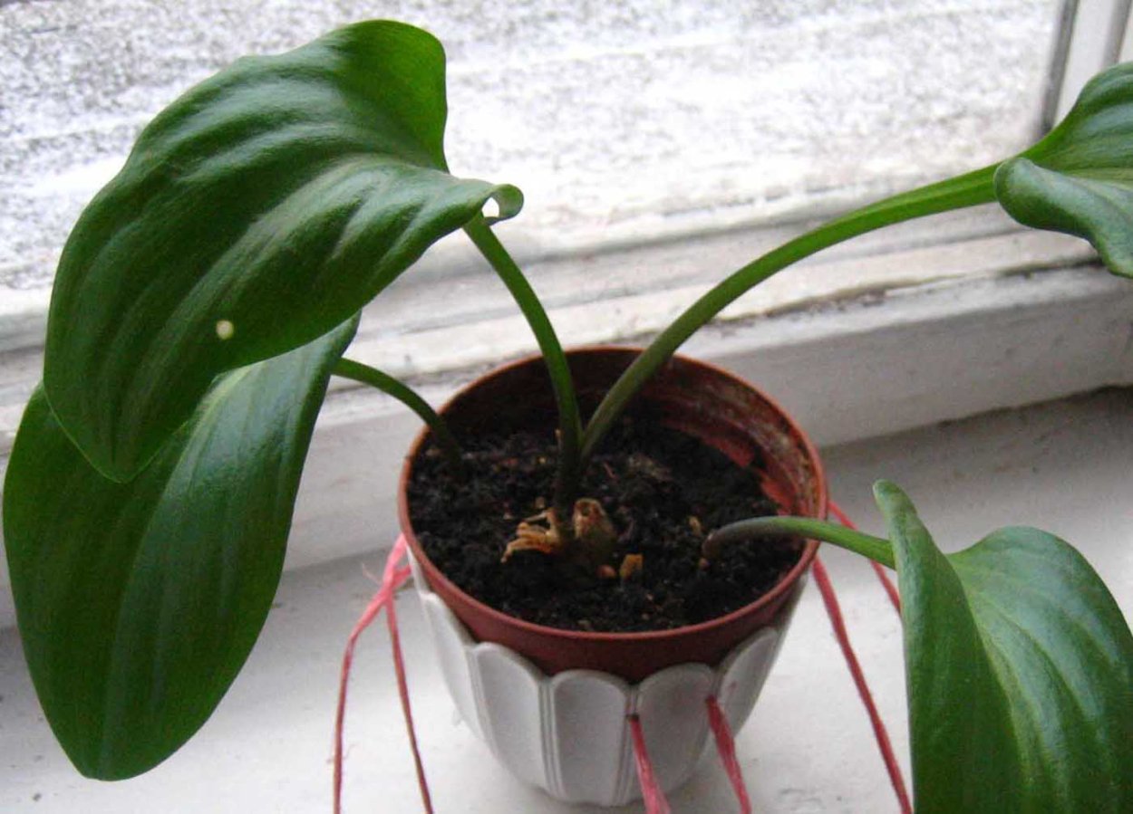 Цветок луковичный дримиопсис