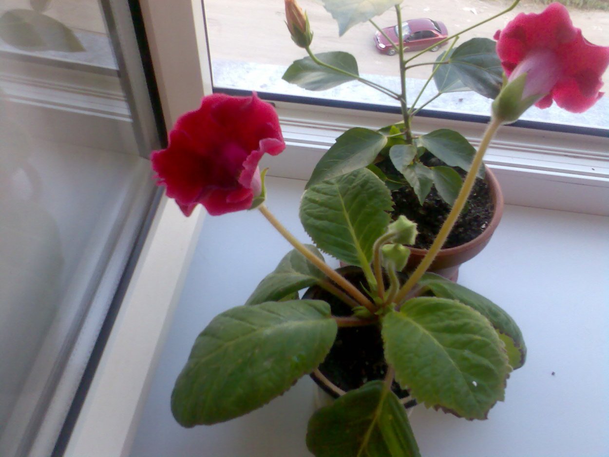 Глоксиния цветок отцвевший