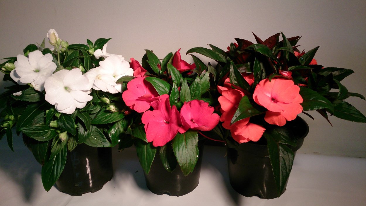 Импатиенс Петерса