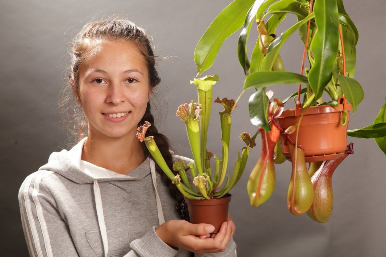 Хищные домашние растения