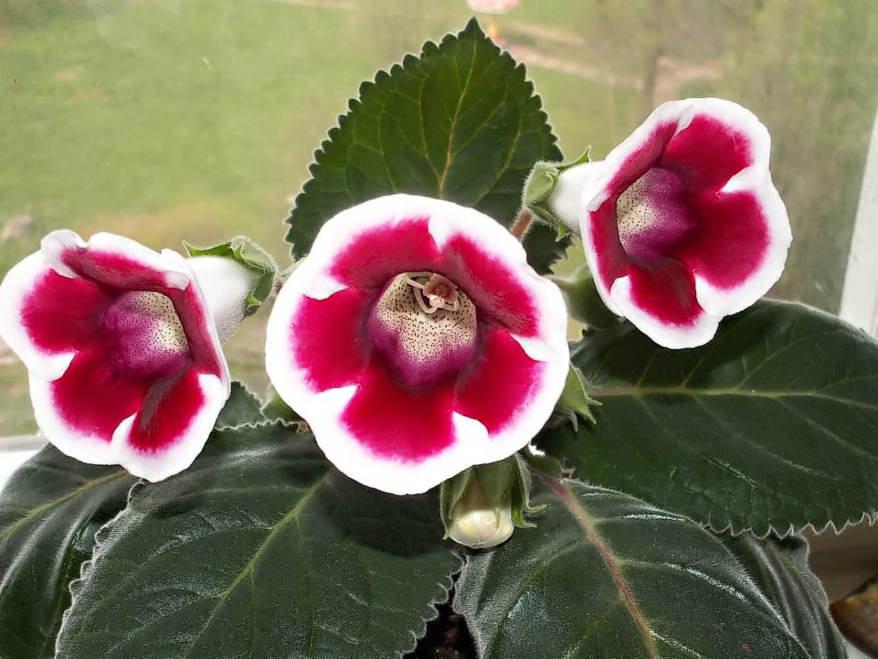 Глоксиния Айвенго