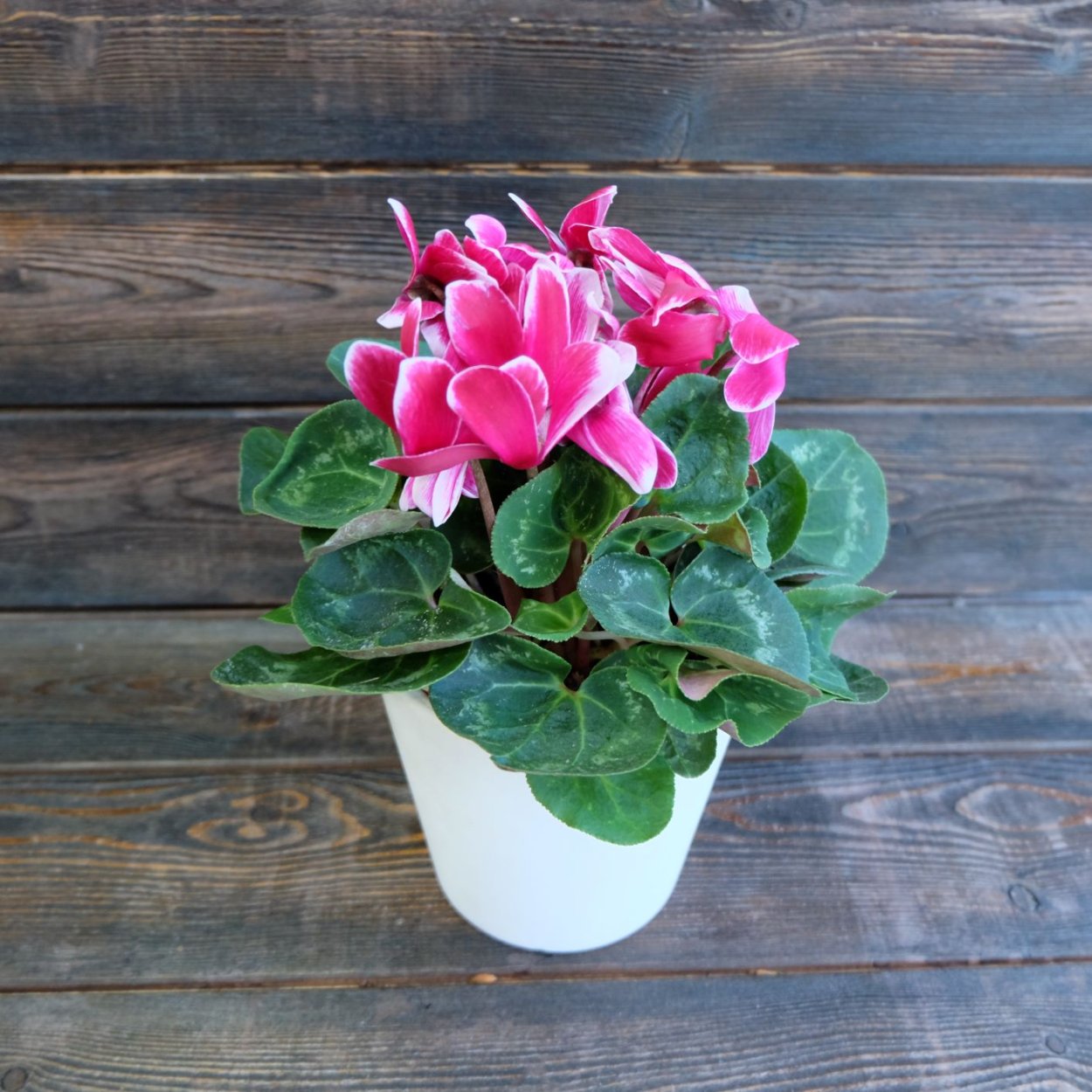 Цикламен миди