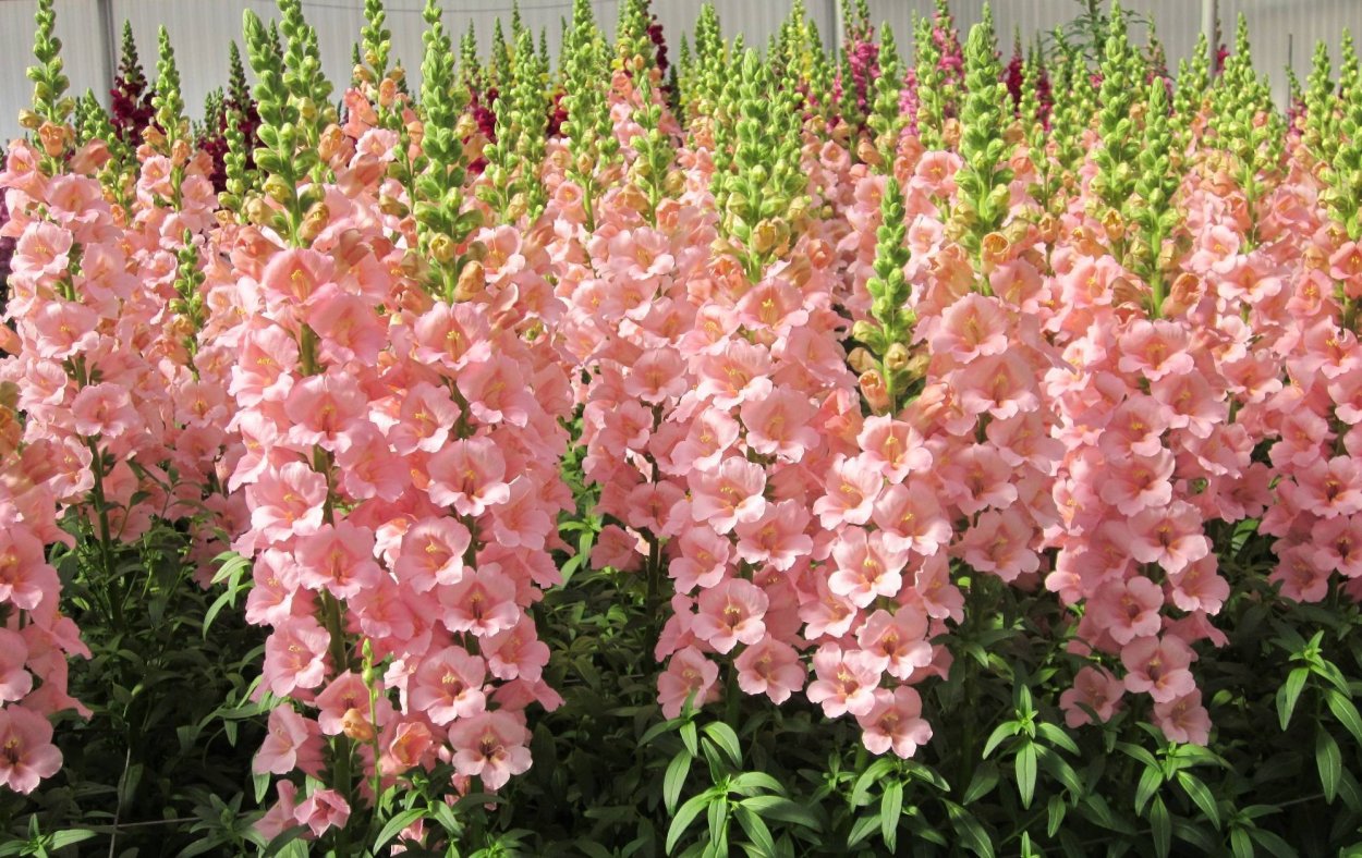 Львиный зев