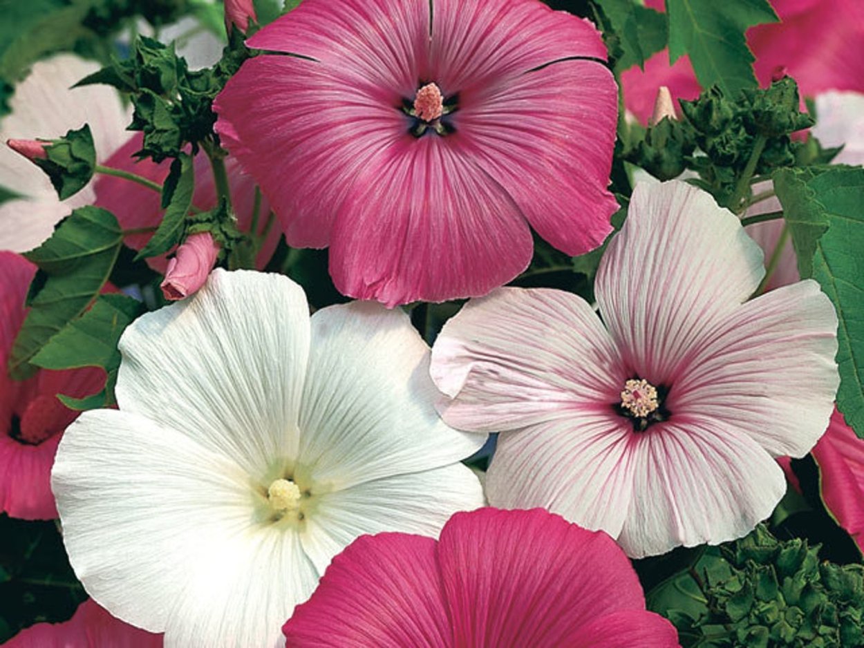 Мальва лаватера