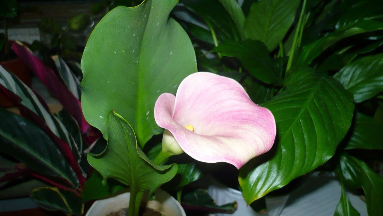 Каллы цветы