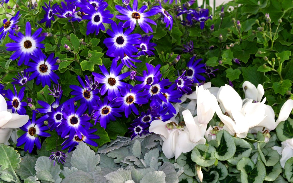 Цинерария цветок голубой