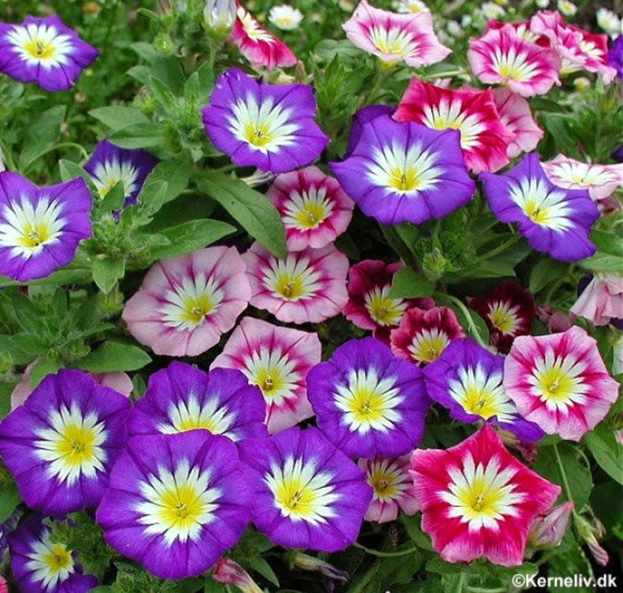 Вьюнок Конвольвулюс трехцветный