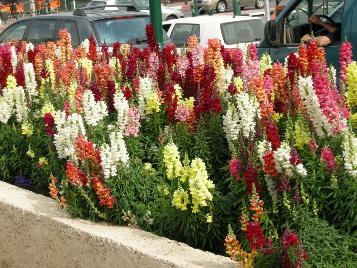 Львиный зев однолетник