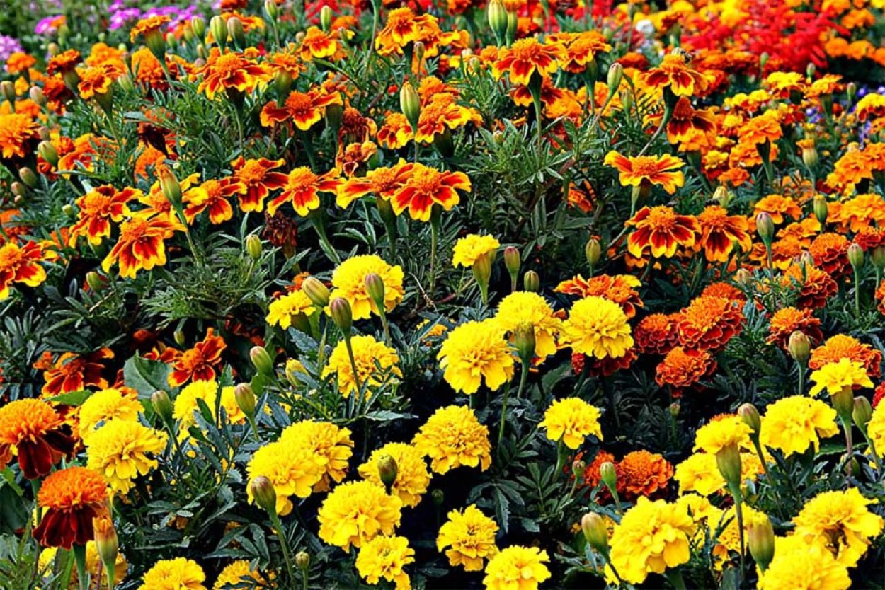 Бархатцы с виолой