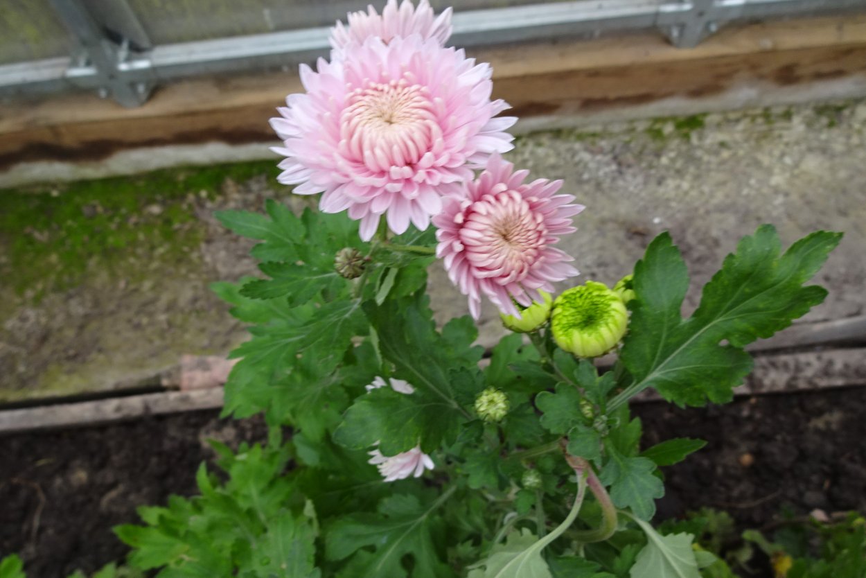 Пионовидные камелии