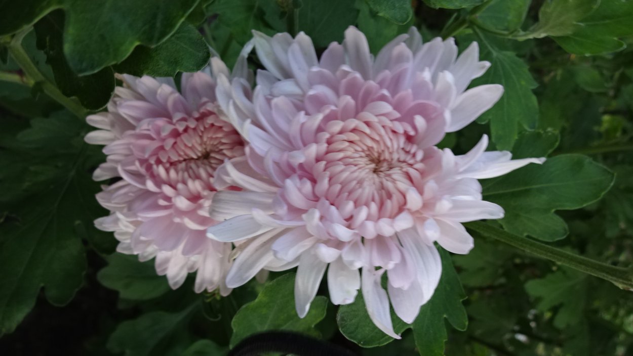 Хризантема d15 h25