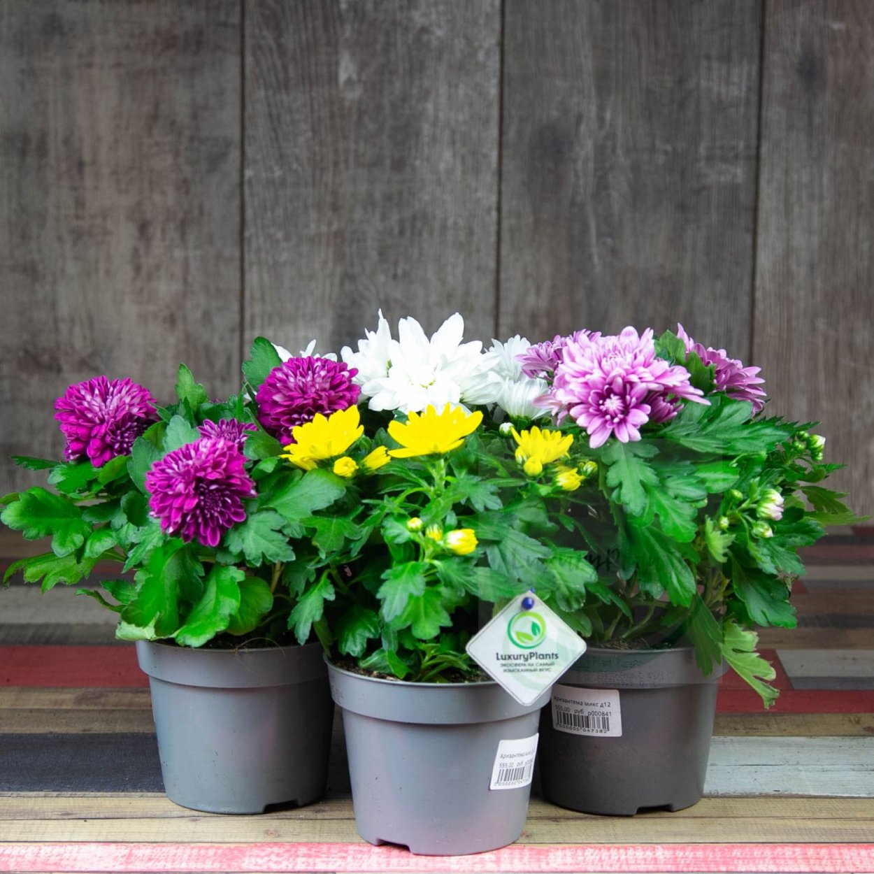 Хризантема индийская Фуджи бронз