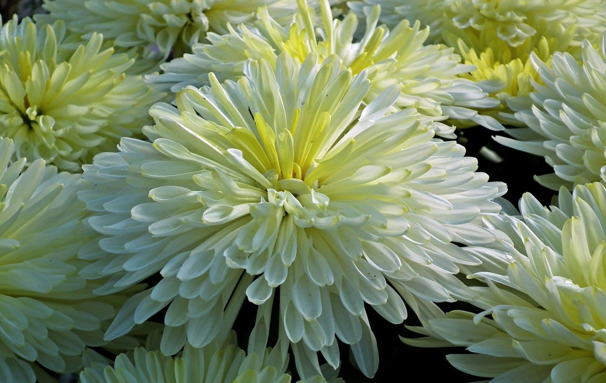 Хризантема корейская Камелия