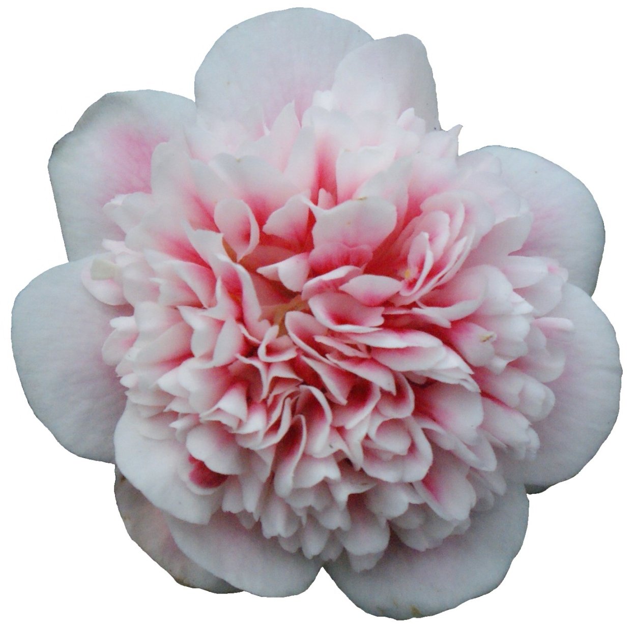 Хризантема Гомпи Пинк