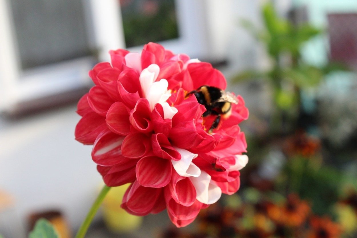 Корейская Хризантема Роксолана