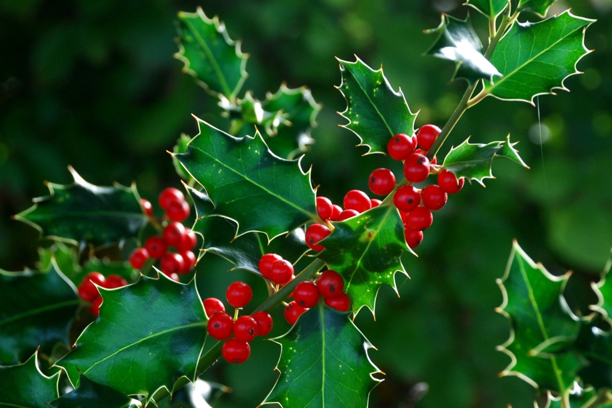 Падуб Мезерва Blue Angel