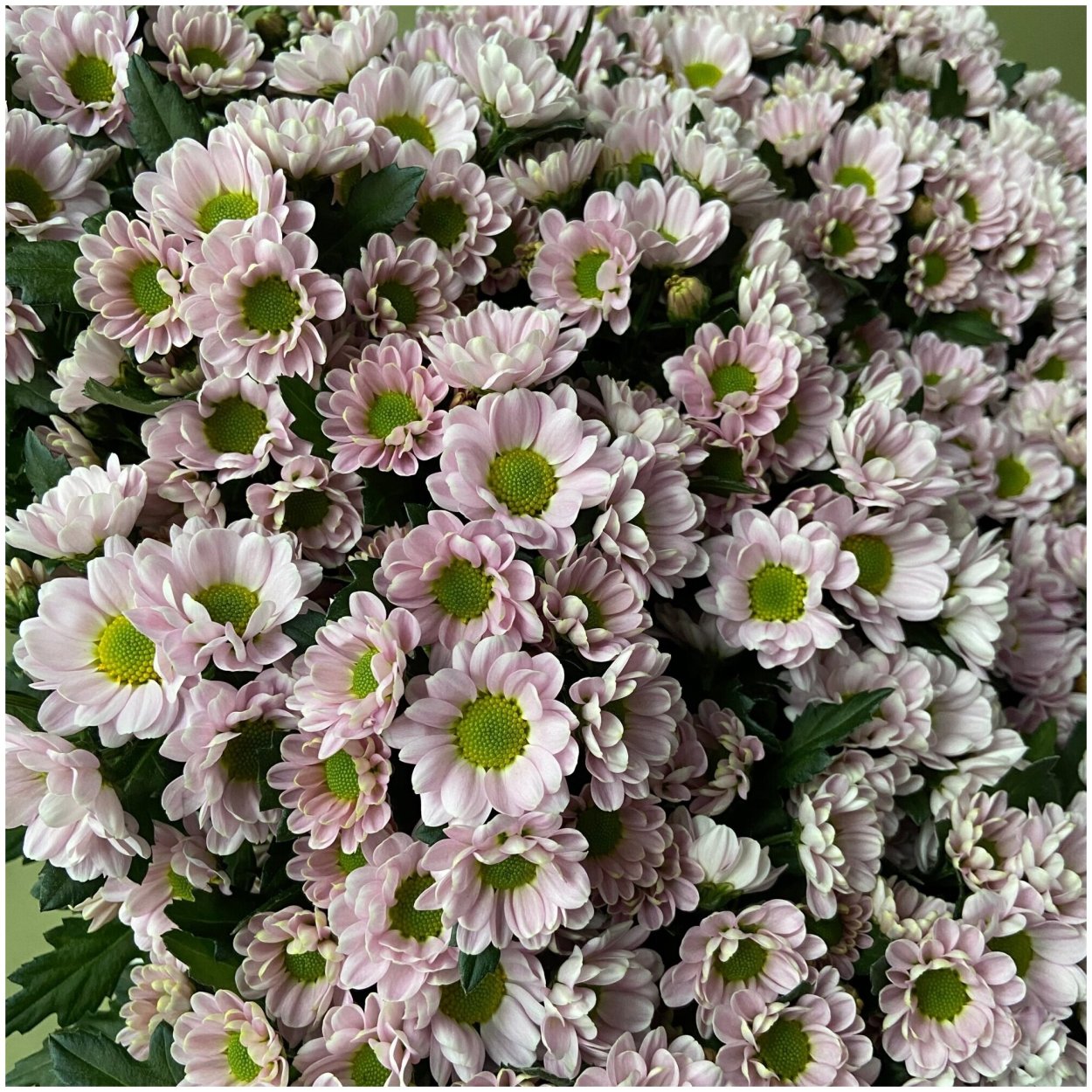 Корейские хризантемы розовый слон