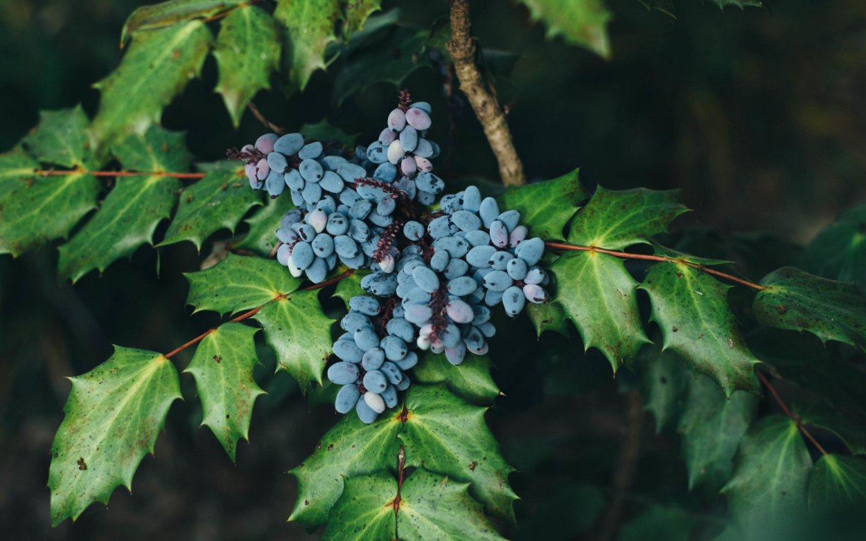 Магония падуболистная