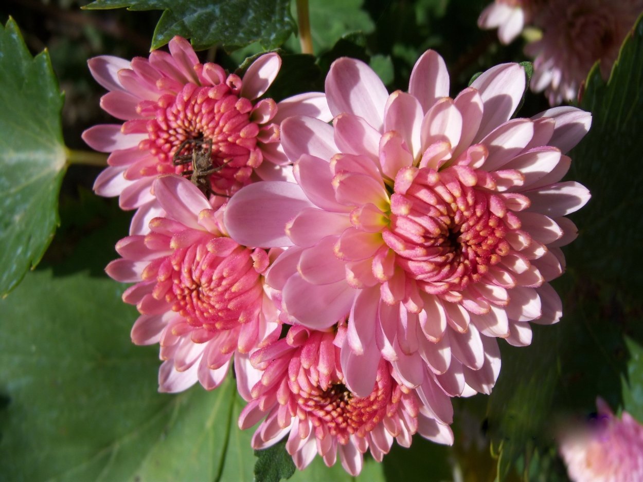 Хризантема Фуджи Сноу