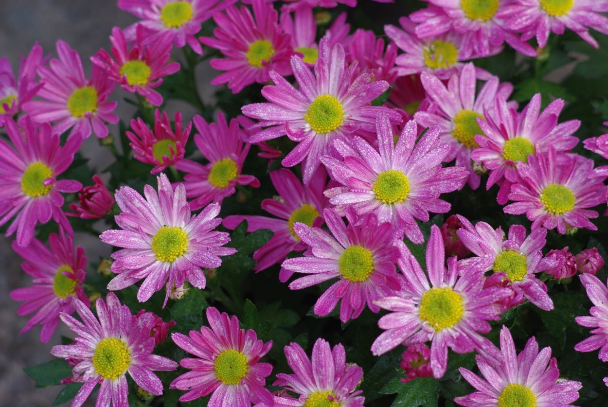 Хризантема корейская Линда