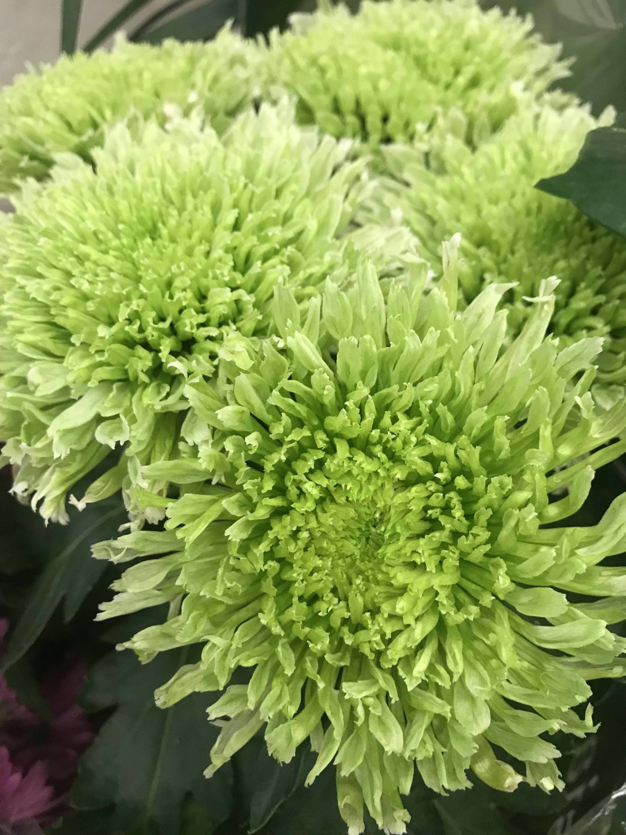 Хризантема корейская Амбрия