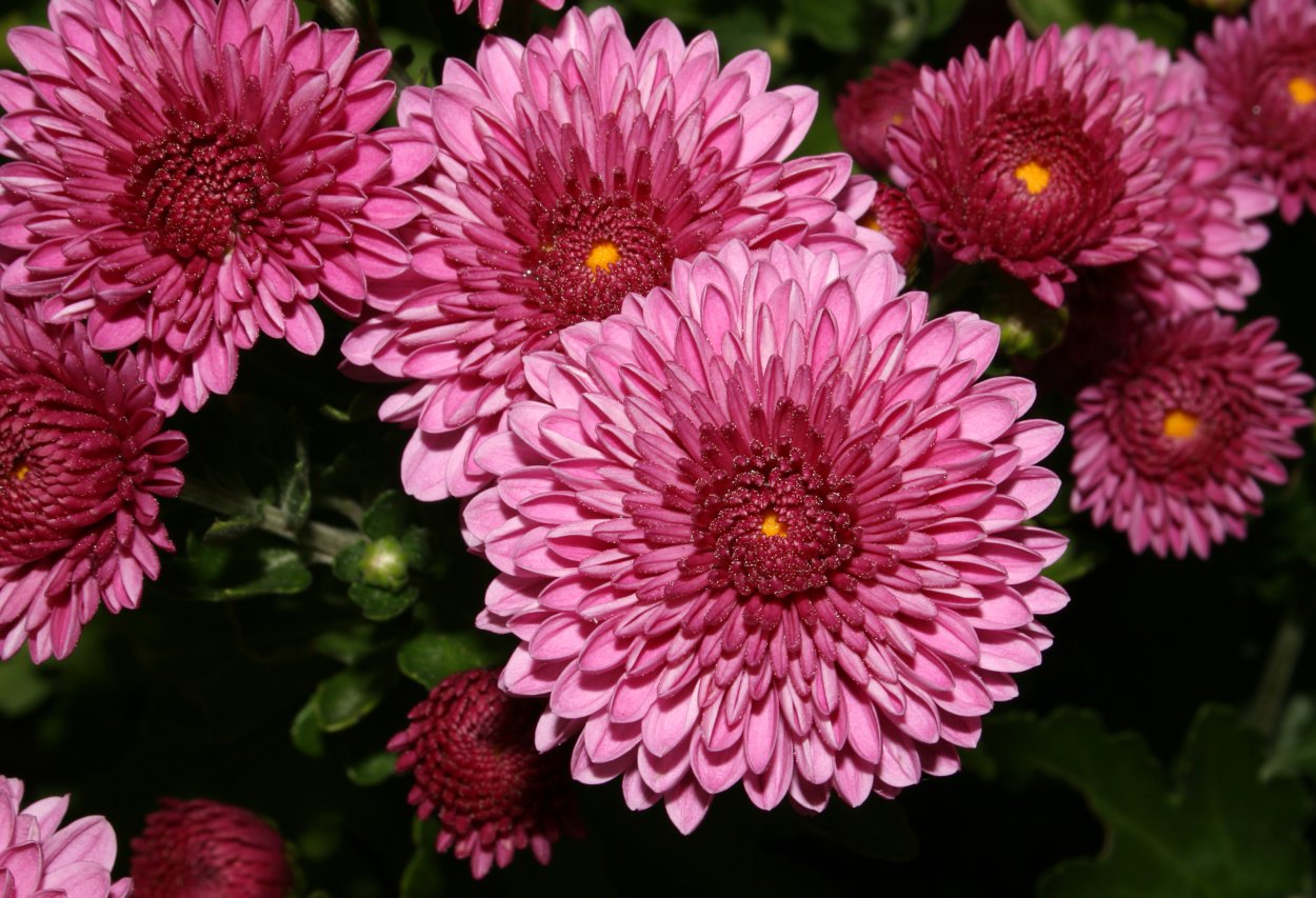 Хризантема корейская (Chrysanthemum koreanum