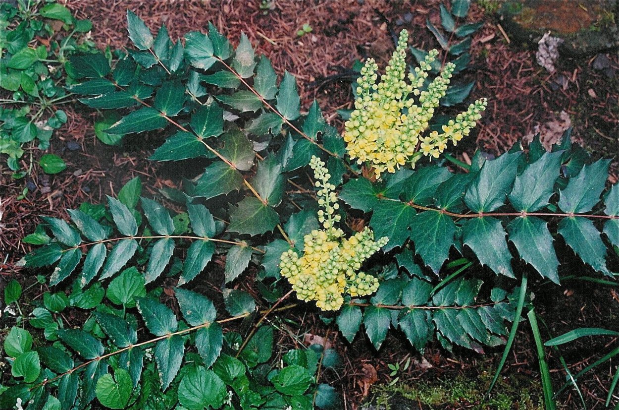 Магония колючки