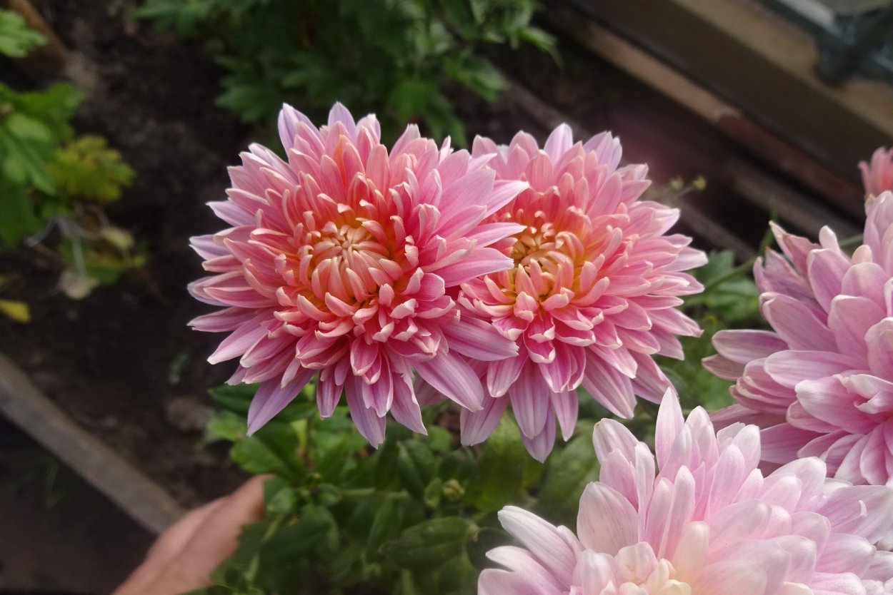 Хризантема Allouise Pink