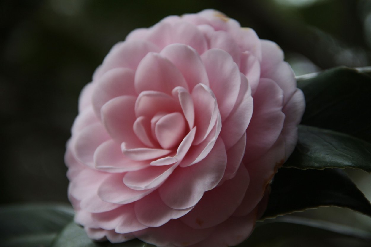 Георгин Лесли