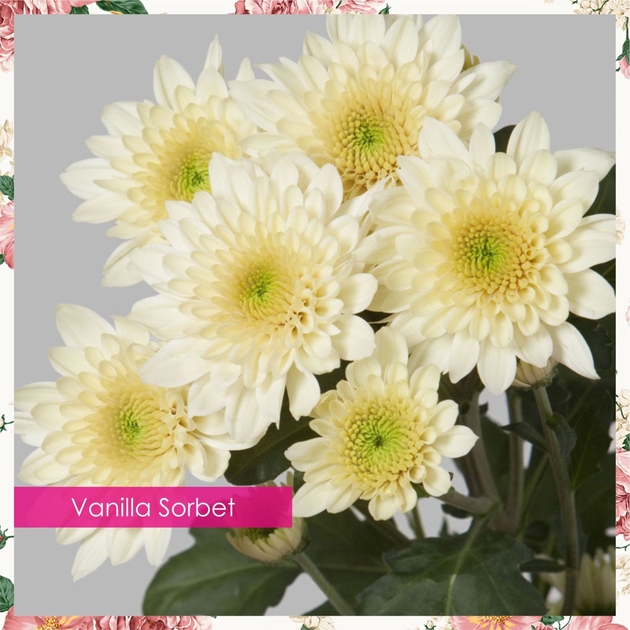 Хризантема Линда Вайт