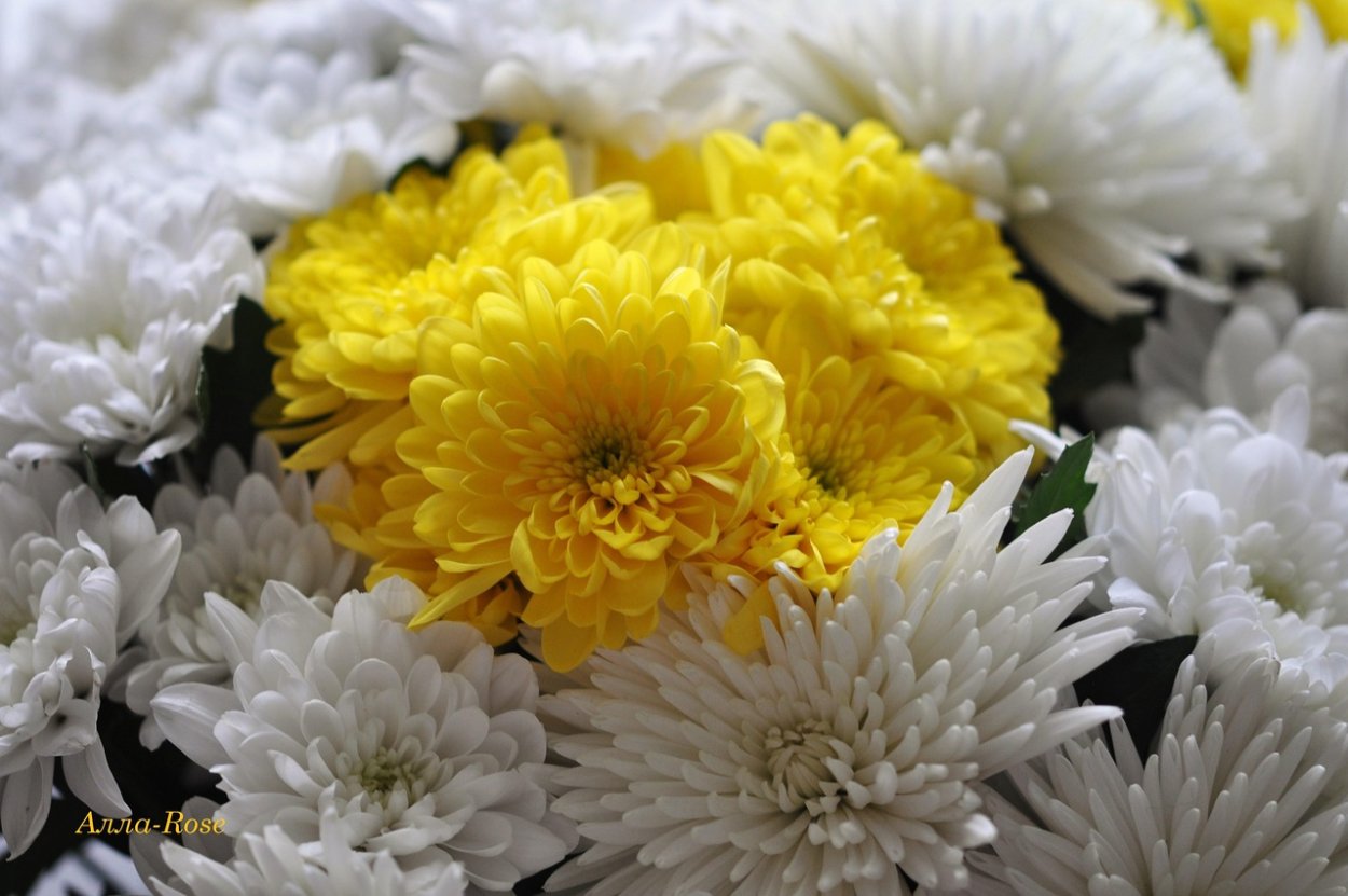 Хризантема Ванилла