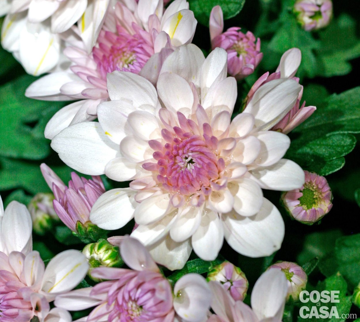 Хризантема Вита