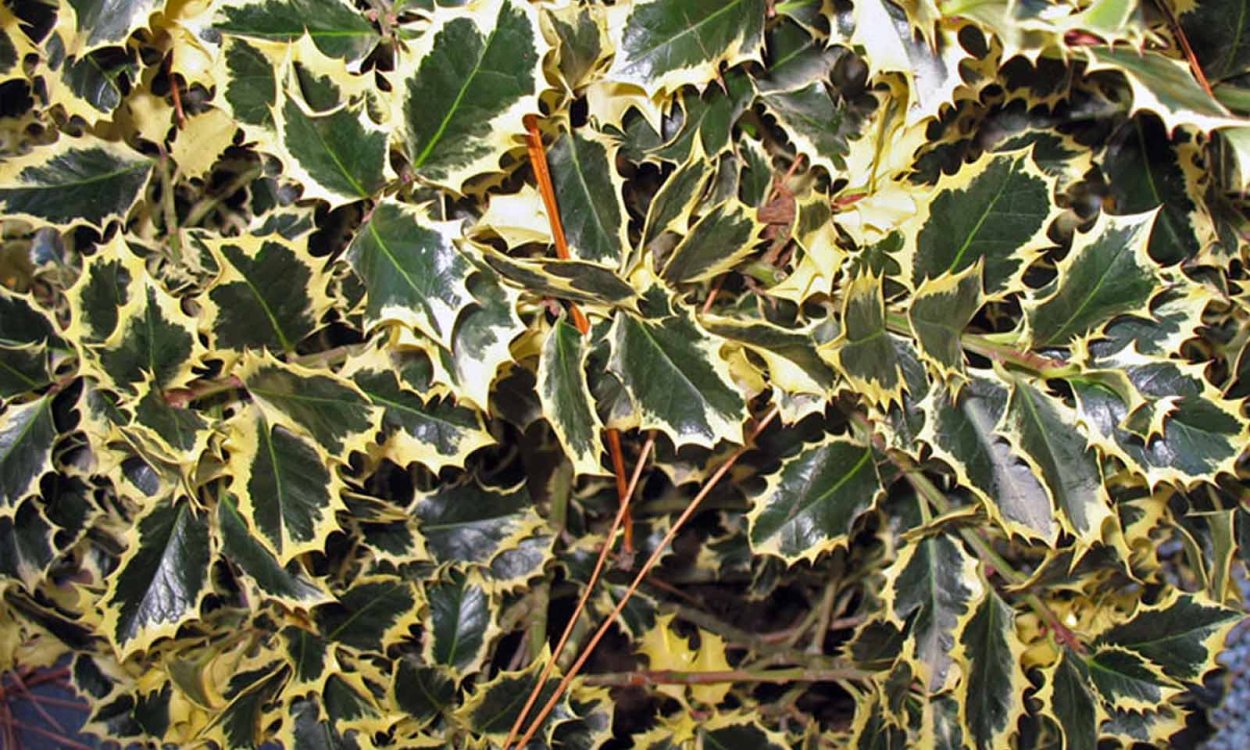 Дерен Аргентеа Маргината