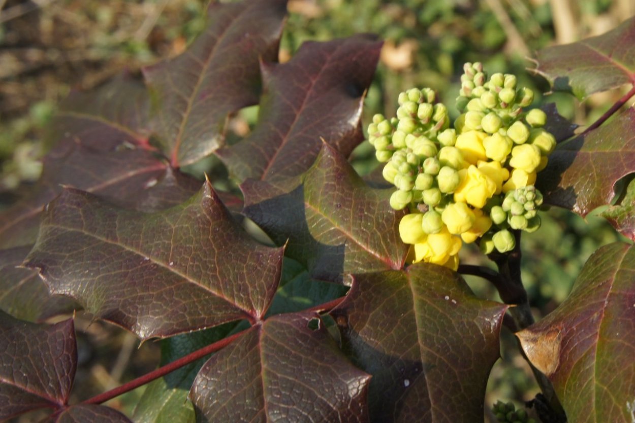 Магнолия падуболистная