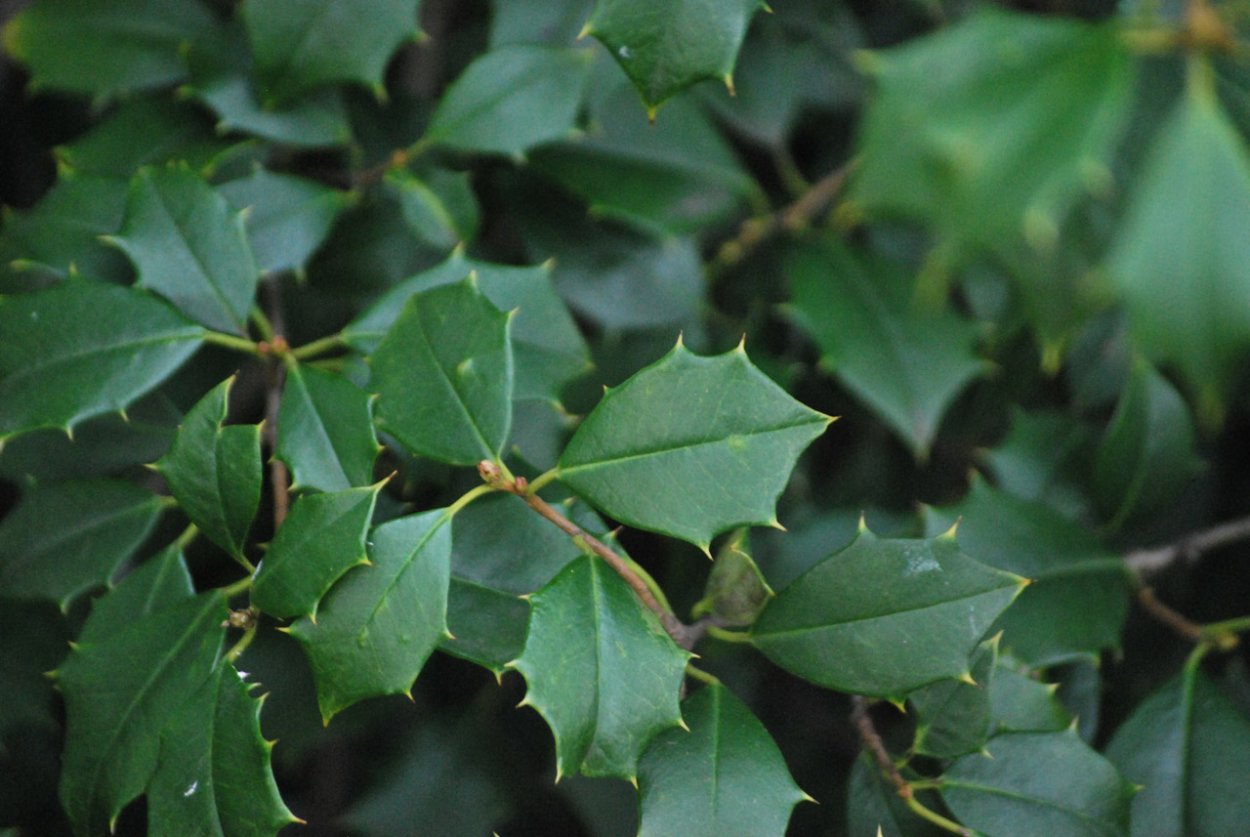 Кустарник с колючими листьями