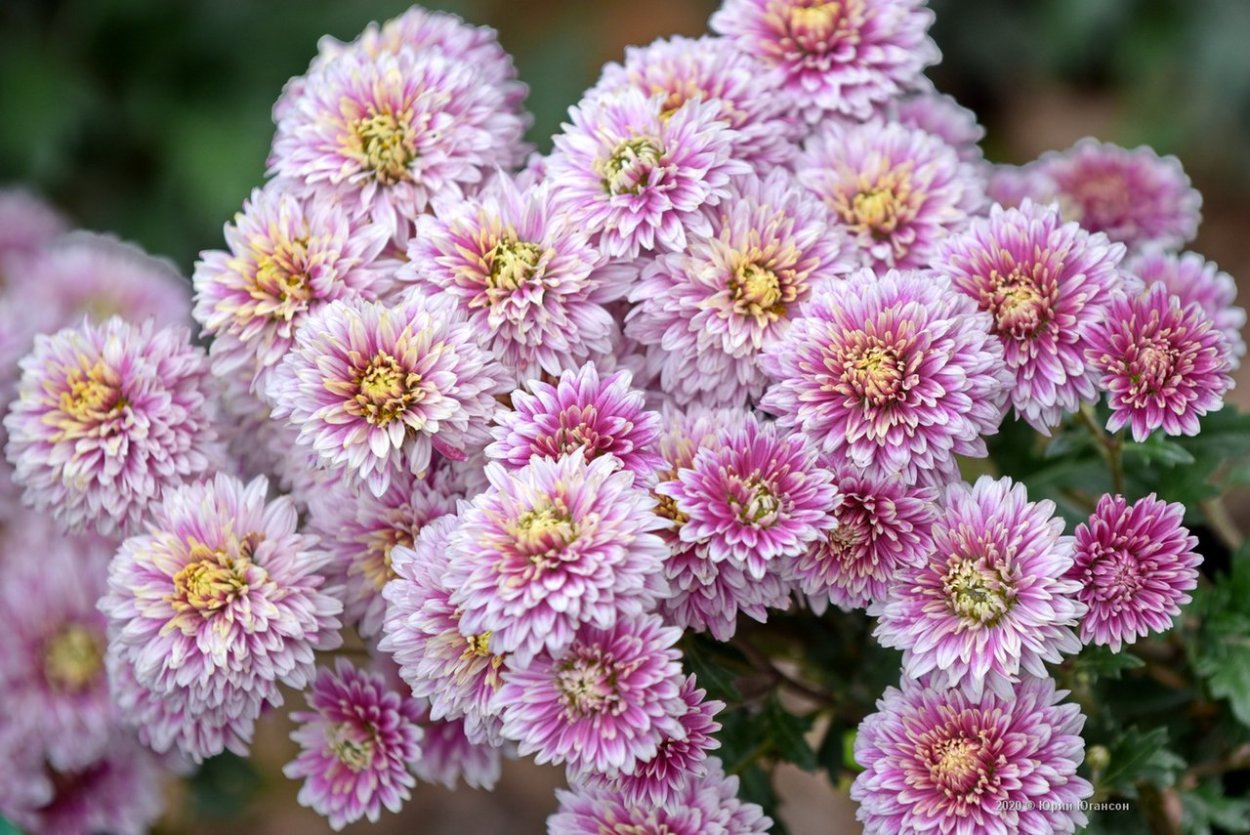 Хризантема корейская Ранкова роса