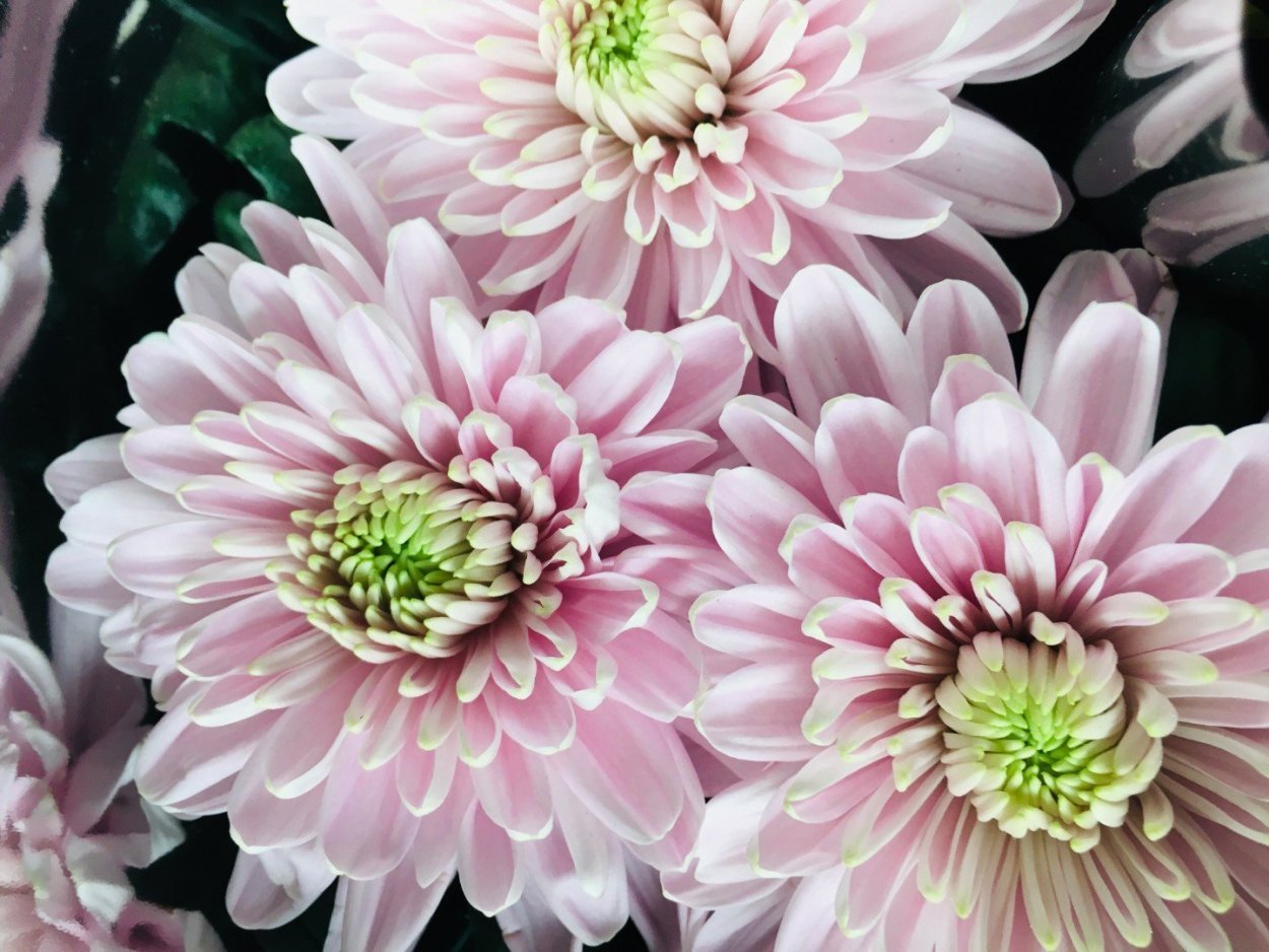 Хризантема уход и болезни