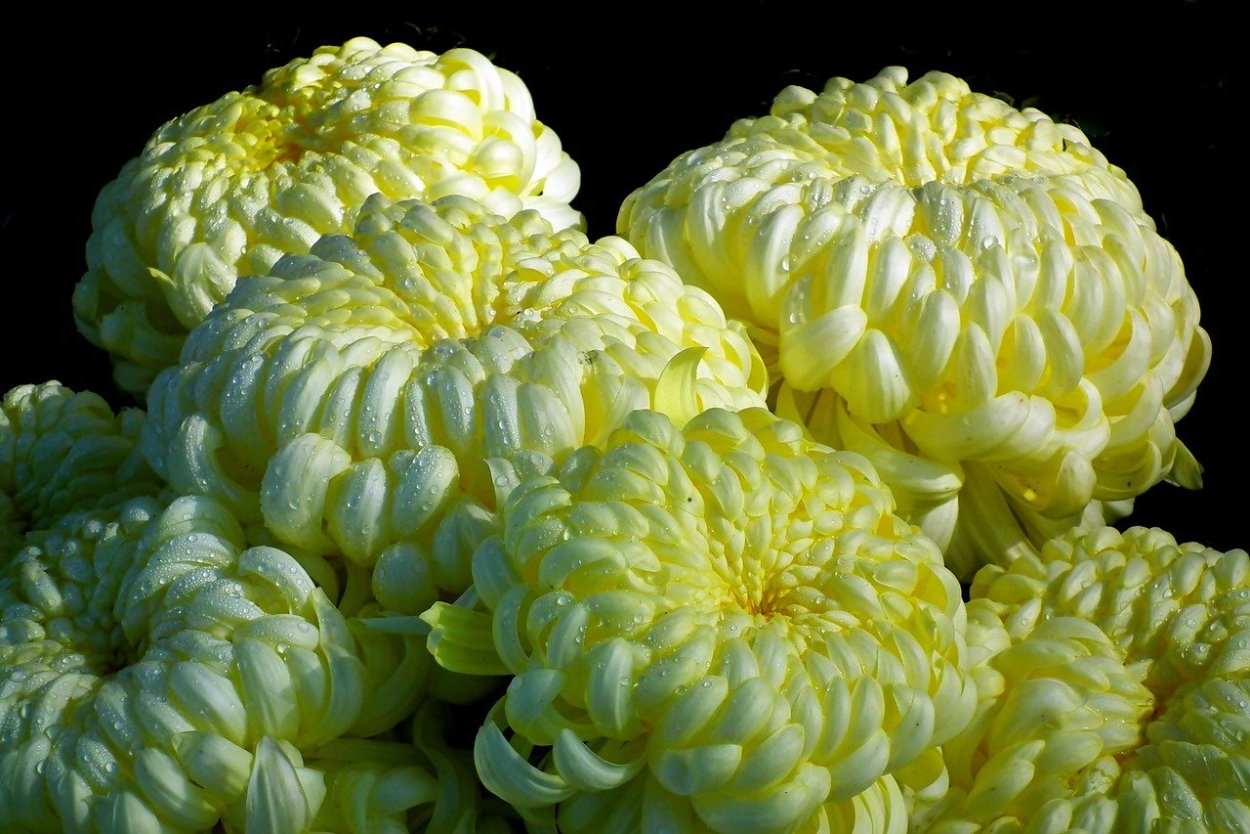 Хризантема индийская Фуджи Сноу