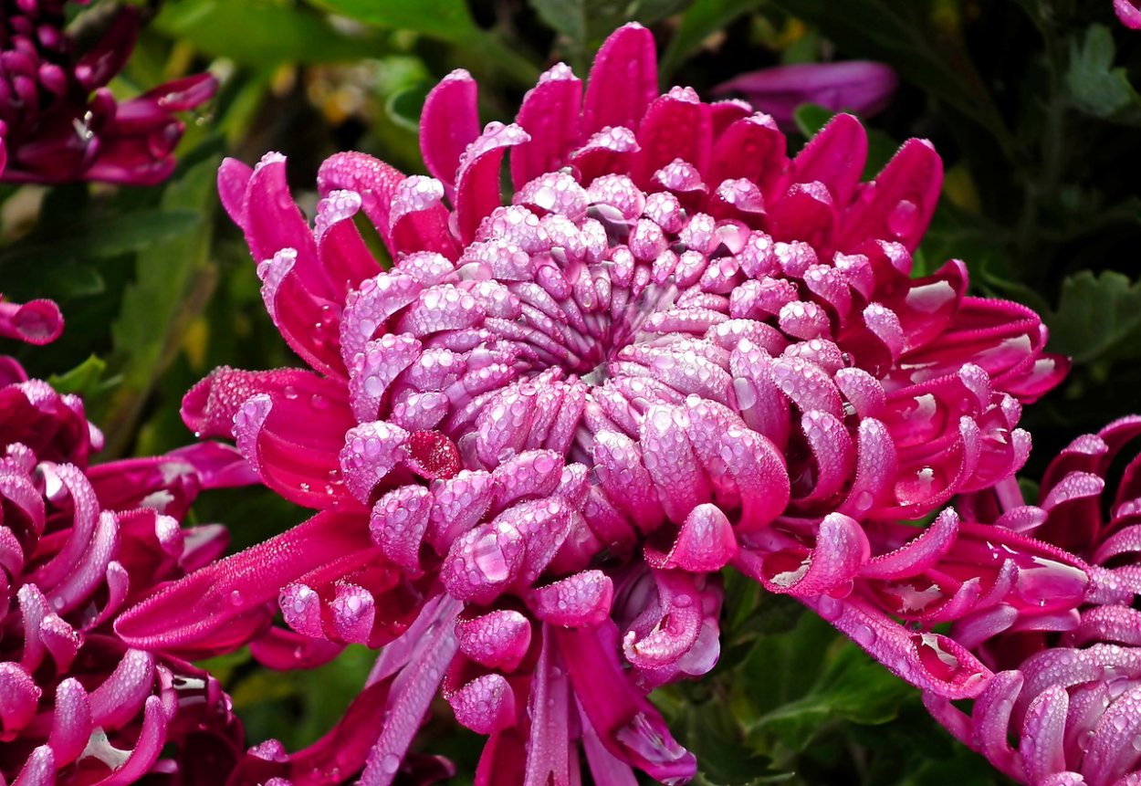 Хризантема корейская Фламинго