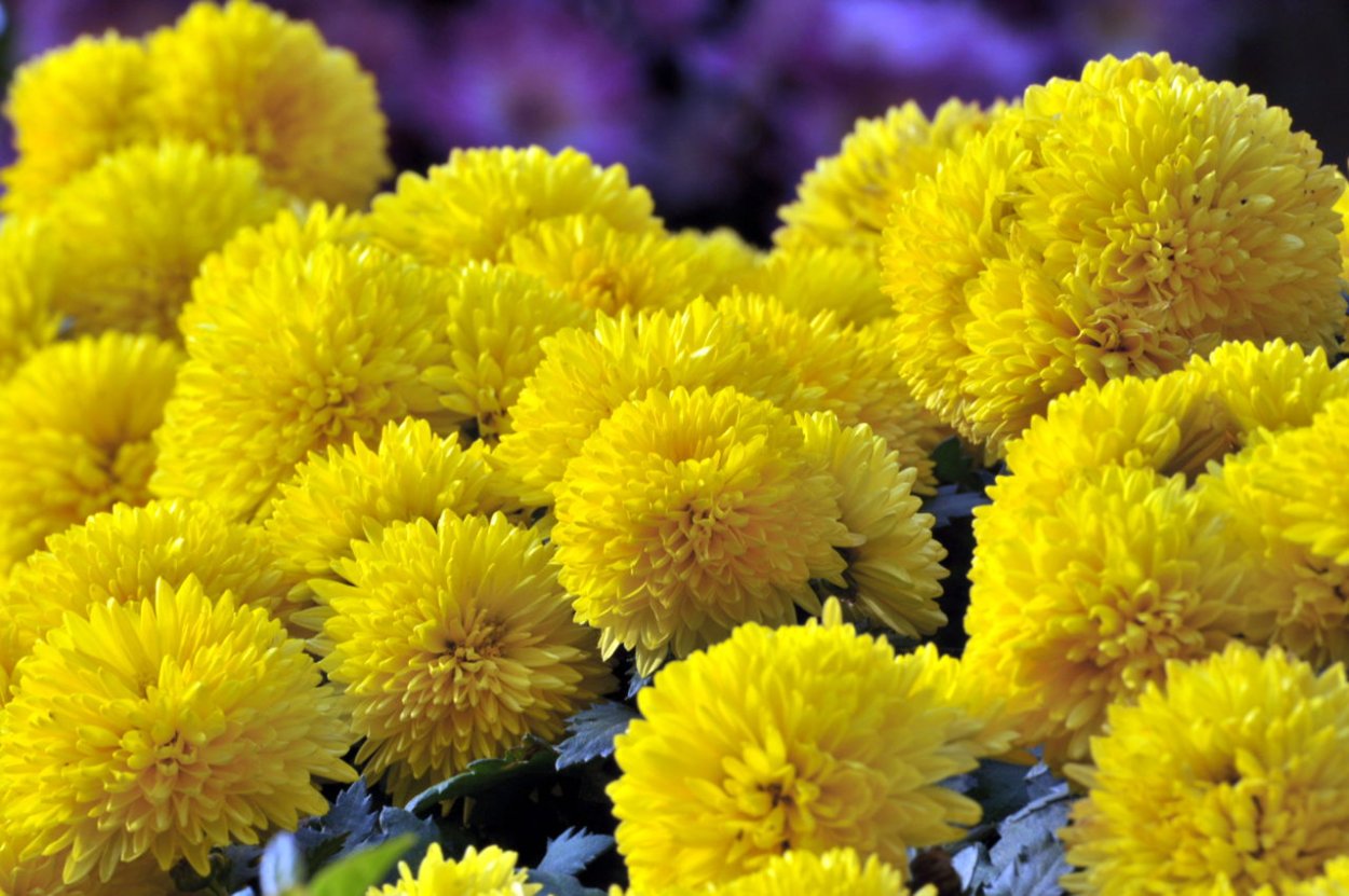 Хризантема корейская Лемуния