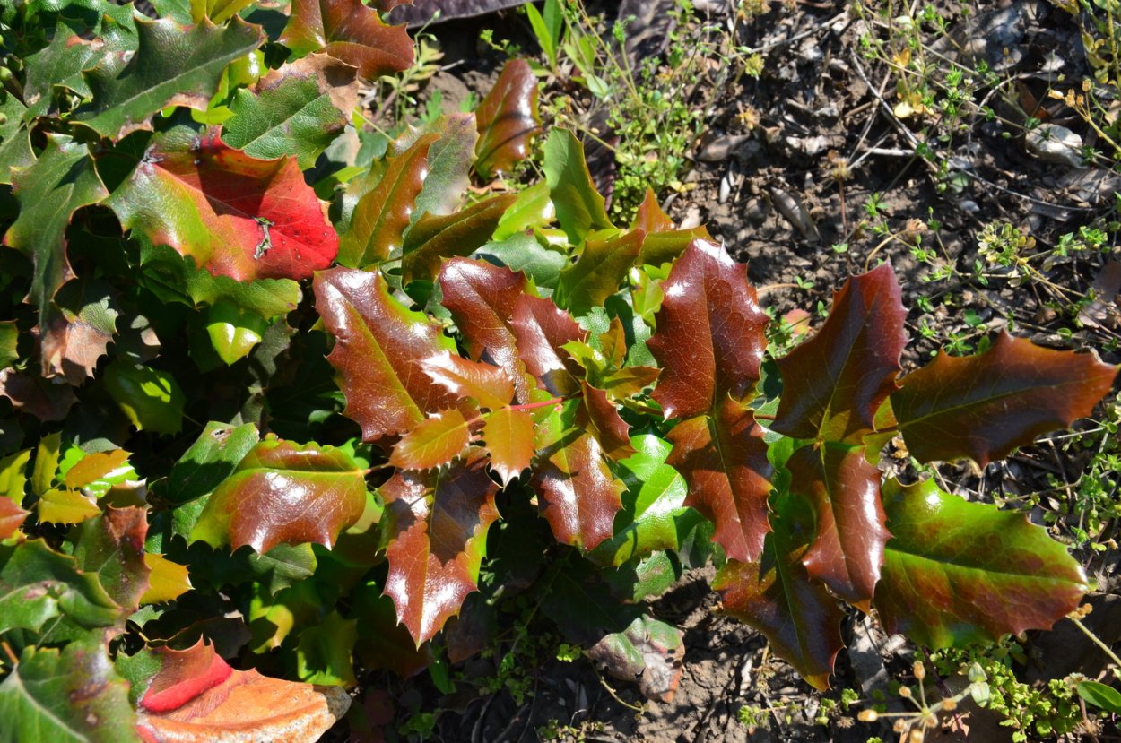 Магония падуболистная