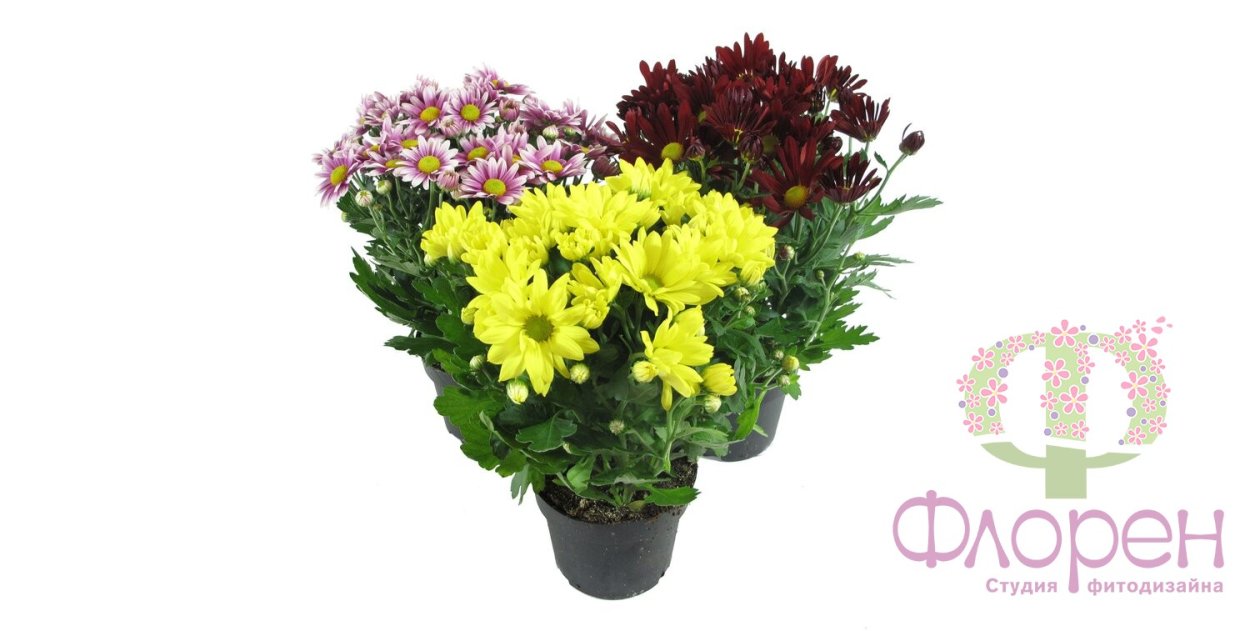 Хризантема Кассандра бронз