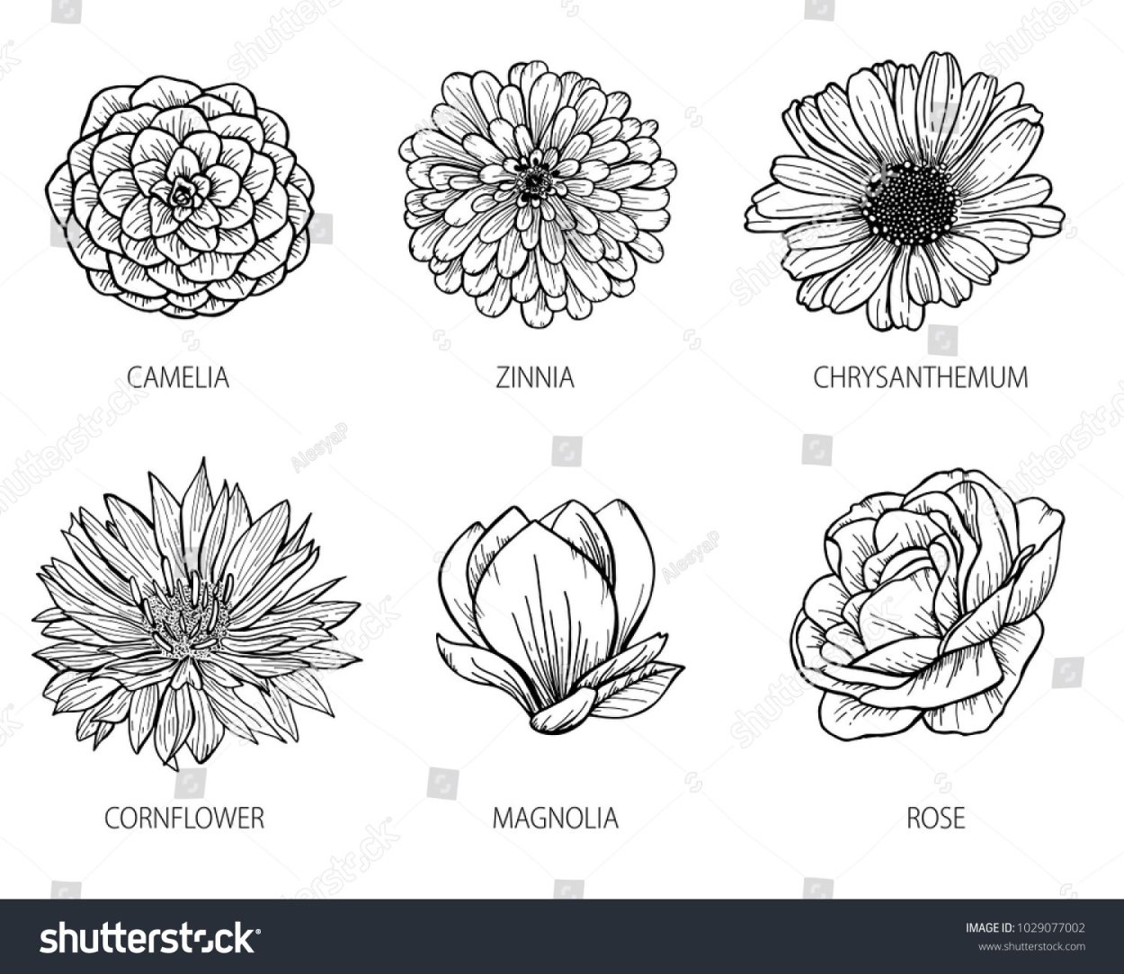 Хризантема Sorbet Berry