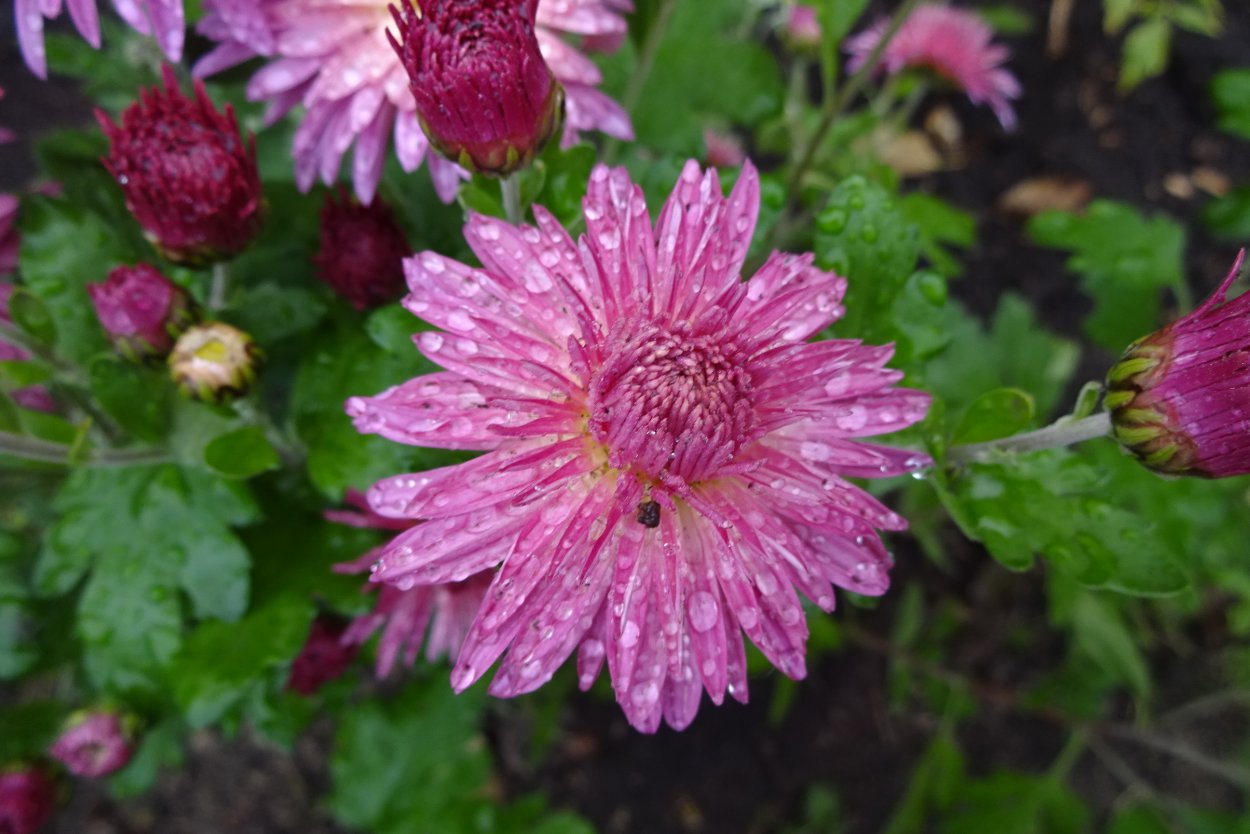 Хризантема кустовая лолипоп