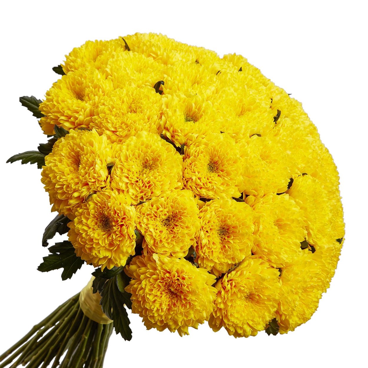 Хризантема корейская Книпскис