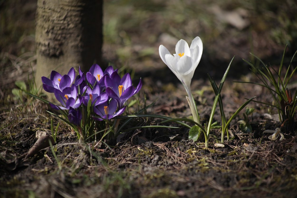 Galanthus artjuschenkoae